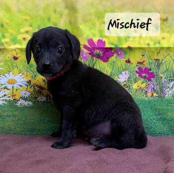 Mixed Breed Dogs Available for Adoption in Urbana, Ohio - Mischief | PetCurious