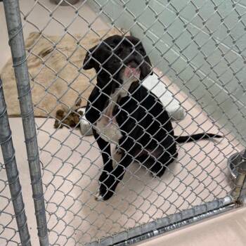 Saint -  Pit Bull Terrier Dog for Adoption in Newark, New Jersey - Saint | PetCurious