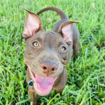 Jules -  Terrier Dog for Adoption in Fort Lauderdale, Florida - Jules | PetCurious