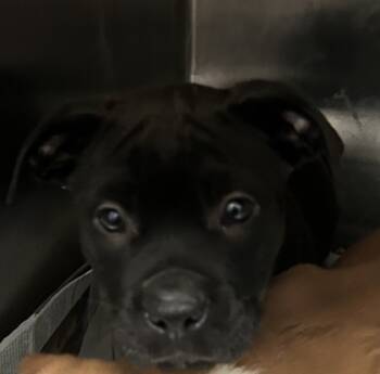 Rescue Pit Bull Terrier and Mixed Breed Dogs for Adoption in Spartanburg, South Carolina - Mae | PetCurious