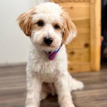 Maltipoo and Havanese Dogs Available for Adoption in Friendswood, Texas - Waffle Tender Heart | PetCurious