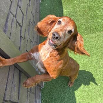 Dutch 8356 -  English Cocker Spaniel Dog for Adoption in Loxahatchee Groves, Florida - Dutch 8356 | PetCurious