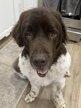 Sully -  Newfoundland Dog Dog for Adoption in Ledyard, Connecticut - Sully | PetCurious