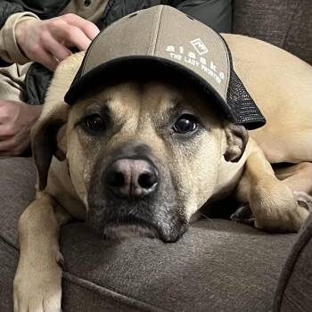 Finny D12863 -  Boxer and American Staffordshire Terrier Dog for Adoption - Finny D12863 | PetCurious