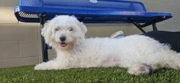 Gretel -  Bichon Frise and Mixed Breed Dog for Adoption in Roseville, California - Gretel | PetCurious
