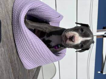 Rescue Pit Bull Terrier Dogs for Adoption in West Hollywood, California - Jack | PetCurious