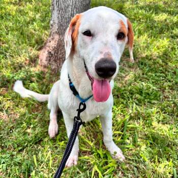 Lars -  Coonhound Dog for Adoption in Harlingen, Texas - Lars | PetCurious