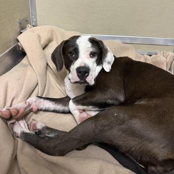 Chiquita -  Pit Bull Terrier and Mixed Breed Dog for Adoption in Durango, Colorado - Chiquita | PetCurious