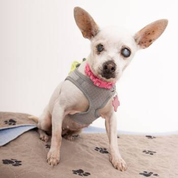 Rescue Chihuahua Dogs for Adoption in San Francisco, California - Fringe 13519 | PetCurious