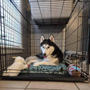 Zoey -  Husky Dog for Adoption in Abbotsford, British Columbia - Zoey | PetCurious