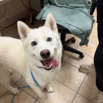 Husky Dogs Available for Adoption in Pekin, Illinois - Farrah | PetCurious