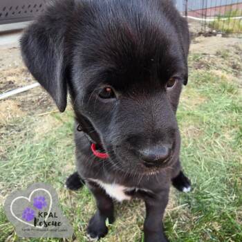 Ginger Spice - Spice Girls Litter -  Mixed Breed Dog for Adoption in Kenai, Alaska - Ginger Spice - Spice Girls Litter | PetCurious