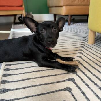 Nico -  Chihuahua Dog for Adoption in Charlotte, North Carolina - Nico | PetCurious