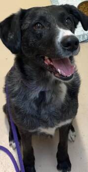 Pointer and Australian Shepherd Dogs Available for Adoption in Elizabethton, Tennessee - SANDY | PetCurious