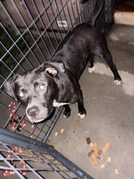 BRAVEHEART -  Labrador Retriever and Mixed Breed Dog for Adoption in Chester, South Carolina - BRAVEHEART | PetCurious