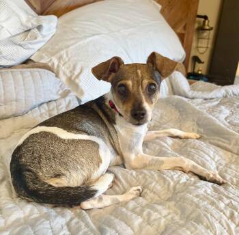 Lucas aka Jack -  Rat Terrier and Chihuahua Dog for Adoption in Bardonia, New York - Lucas Aka Jack | PetCurious