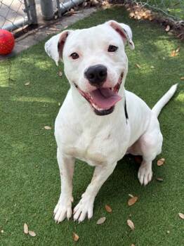HUEY -  Pit Bull Terrier Dog for Adoption in Fort Myers, Florida - HUEY | PetCurious