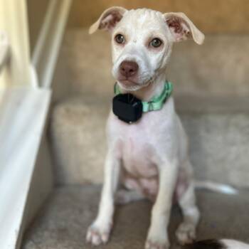 Mo -  Mixed Breed Dog for Adoption in Baldwin, Maryland - Mo | PetCurious