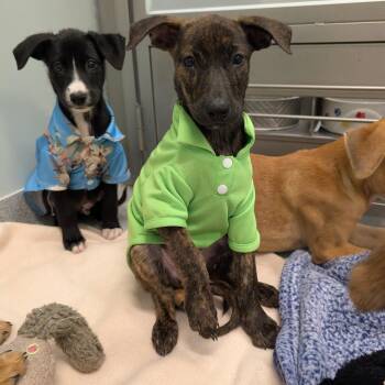 Mixed Breed Dogs Available for Adoption - Tom | PetCurious