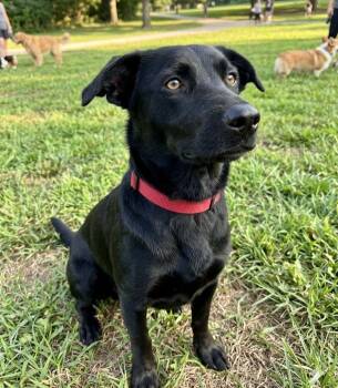 Sammie Duluth -  Labrador Retriever Dog for Adoption in Roswell, Georgia - Sammie Duluth | PetCurious