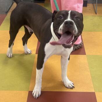 Droolius Caesar -  Mixed Breed Dog for Adoption in Philadelphia, Pennsylvania - Droolius Caesar | PetCurious