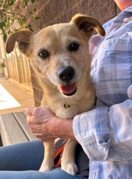 Terrier Dogs Available for Adoption in Cottonwood, Arizona - Mortie | PetCurious