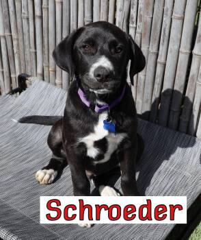 Labrador Retriever and Great Pyrenees Dogs Available for Adoption in Southlake, Texas - Schroeder | PetCurious