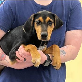 Scarlett -  Hound and Mixed Breed Dog for Adoption - Scarlett | PetCurious
