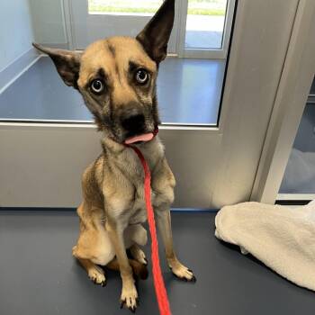 Mixed Breed Dogs Available for Adoption in Chapel Hill, North Carolina - Peach | PetCurious