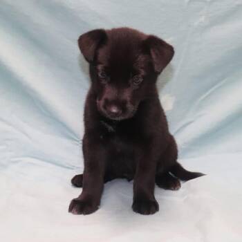 Licorice -  Mixed Breed Dog for Adoption in Bartlett, Tennessee - Licorice | PetCurious