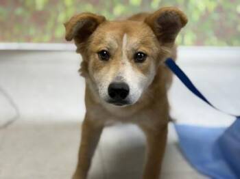 Coco Puff -  Shepherd and Terrier Dog for Adoption in San Antonio, Texas - Coco Puff | PetCurious
