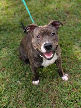 Rescue Pit Bull Terrier Dogs for Adoption in Chesterfield, Virginia - Music Man | PetCurious