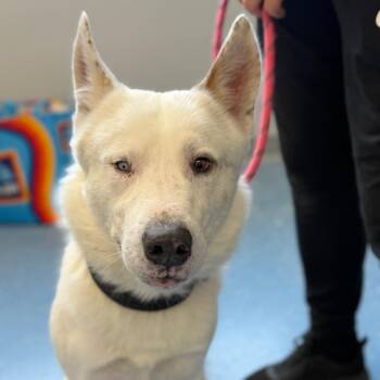 Kraven -  Husky Dog for Adoption in Watertown, New York - Kraven | PetCurious