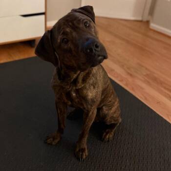 Mase -  Cane Corso Dog for Adoption in Manchester, Pennsylvania - Mase | PetCurious