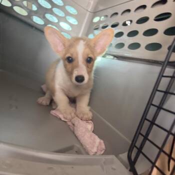 Dragon -  Corgi Dog for Adoption in Northbrook, Illinois - Dragon | PetCurious