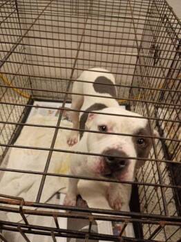 Joes -  Mixed Breed Dog for Adoption in Atlanta, Georgia - Joes | PetCurious