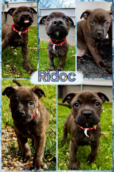 Rescue Mixed Breed Dogs for Adoption - Ridoc | PetCurious
