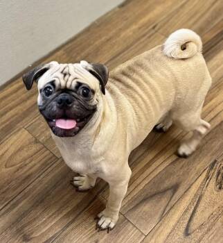 Baby -  Pug Dog for Adoption in Los Angeles, California - Baby | PetCurious