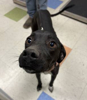 Rescue German Shorthaired Pointer Dogs for Adoption in Sioux City, Iowa - Remmi | PetCurious