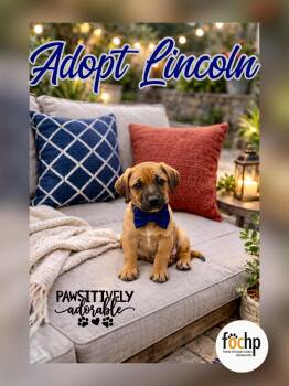 Dachshund and Beagle Dogs Available for Adoption - Lincoln | PetCurious