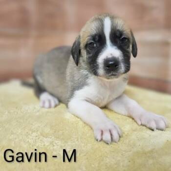 Hound and Retriever Dogs Available for Adoption - Gavin | PetCurious