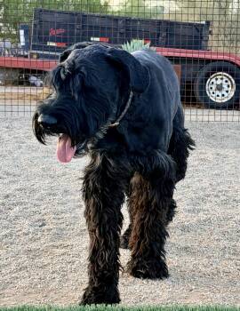 Gus -  Standard Schnauzer Dog for Adoption in Scottsdale, Arizona - Gus | PetCurious