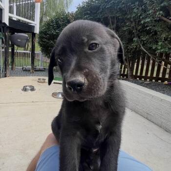 Joshua -  Mixed Breed Dog for Adoption in Fredericksburg, Virginia - Joshua | PetCurious