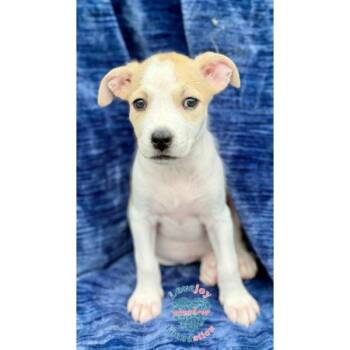 Violet Litter -  Catahoula Leopard Dog Dog for Adoption in Inglewood, California - Violet Litter | PetCurious