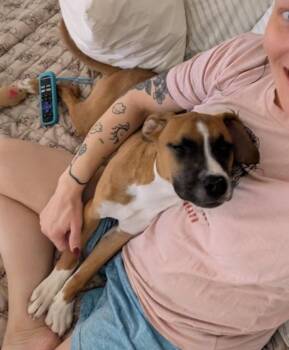 Boxer and Mixed Breed Dogs Available for Adoption - Lucy | PetCurious