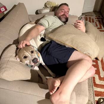 Rescue Pit Bull Terrier Dogs for Adoption in Chicago, Illinois - Nova | PetCurious