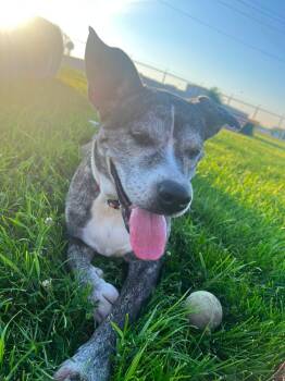 Karma -  Mixed Breed Dog for Adoption in Davenport, Iowa - Karma | PetCurious