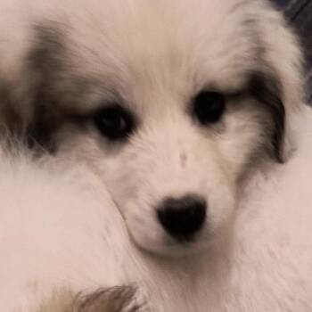Moxie -  Great Pyrenees Dog for Adoption in Pittsburg, Kansas - Moxie | PetCurious