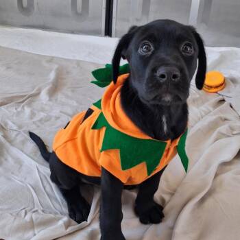 Bayou -  Catahoula Leopard Dog and Black Labrador Retriever Dog for Adoption in Freeport, Florida - Bayou | PetCurious