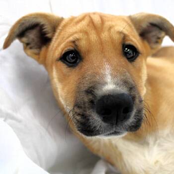 Husky Dogs Available for Adoption in Michigan City, Indiana - Halo | PetCurious